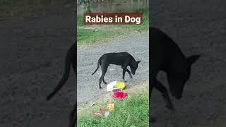 Rabies in dog [upl. by Nosaj892]