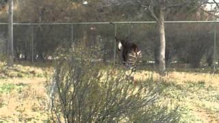 Okapi Running at the Denver Zoo [upl. by Bracci]