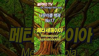 나무메타세쿼이아 이름 유래 메타세쿼이아 Metasequoiaglyptostroboides 나무이름백과 [upl. by Phelips]