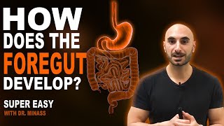 Embryology of the GIT I  Foregut Easy to Understand [upl. by Adnorat]