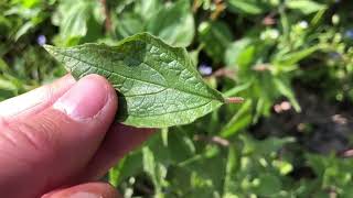 Parietaria officinalalis identificazione ed uso in cucina [upl. by Nahshun]