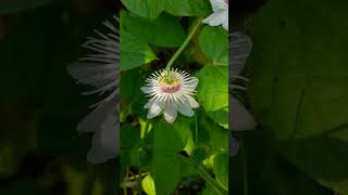 Passion flower anujk88 ramkamal whiteflower passionflower houseplant creeperplant garden [upl. by Brianne]