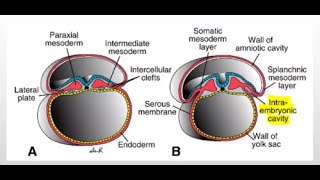 Development of the Intraembryonic coelem cavity [upl. by Rhys32]