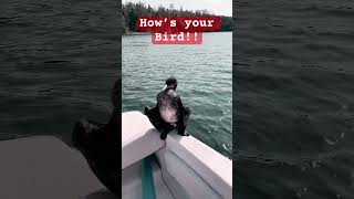 youtubeshorts capbreton boatlife boating boatlifestyle oceanlife cormorant hitchhiking [upl. by Vel]