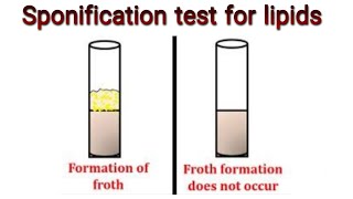 Saponification test for the identification of lipids Knowledge Academy [upl. by Domeniga950]