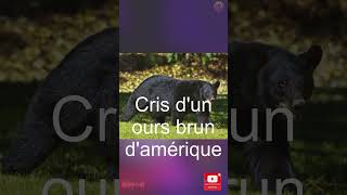 Short Cris dun ours brun dAmérique [upl. by Hgielime146]