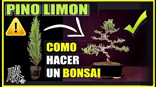 COMO HACER UN BONSAI  PASO A PASO PINO LIMÓN  SUPER FÁCIL  bonsai tree [upl. by Anetsirk442]