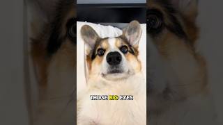 Corgis The Adorable Herding Machines with Big Personalitiescorgi corgipuppy dog cute funny [upl. by Britte]