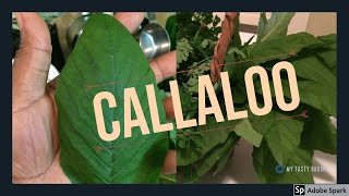 Harvesting Callaloo 1 Top Rated Superfood [upl. by Kantos]