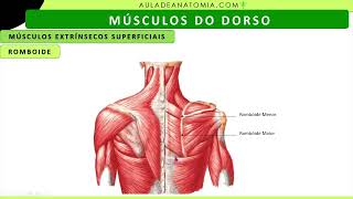 MÚSCULOS DO DORSO medicina anatomia anatomy medico anatomiaclinica quiropraxia fisioterapia [upl. by Flin325]