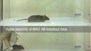 Hyperreactive MAO double knockout mice [upl. by Florie]