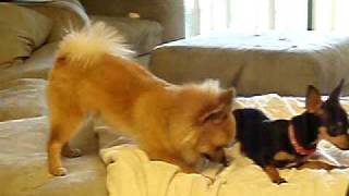 Pomeranian amp Chihuahua Playing [upl. by Higginbotham]