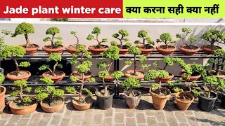 Jade plant winter care  क्या करना सही क्या नहीं  Jade bonsai  Gardening [upl. by Iolanthe]