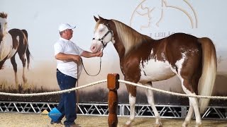 Primeiro Leilão Haras Che Renda da Raça Paint Horse [upl. by Girand]