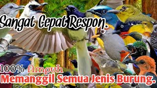 SUARA PIKAT PALING JAHAT UNTUK SEMUA BURUNG KECIL [upl. by Campy]