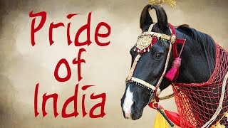 The Marwari Horse Pride of India [upl. by Wiebmer]