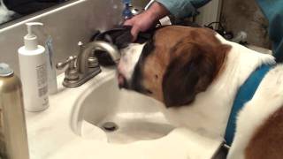 St Bernard Drinking From Sink [upl. by Philippa]