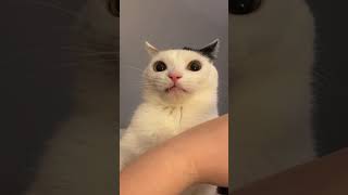 Cat bites his owner and then realizes what he’s done 😹 [upl. by Solotsopa]