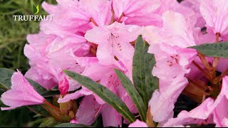 Comment tailler un rhododendron   Truffaut [upl. by Lenno]