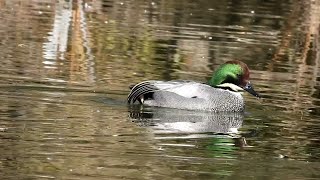 カモ  ヨシガモ Mareca falcata  水元公園 202212  202301 [upl. by Murray]