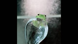 夜のグミガエル Fleischmanns Glass Frog [upl. by Ronni]