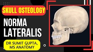 NORMA LATERALIS  SKULL [upl. by Ettesoj]