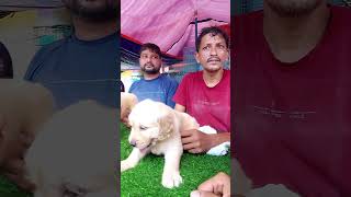 Galiff Street Pet Market KolkataQuality Dog Puppy at Cheap Price 8th Sep shorts shortsfeeds [upl. by Anilatak589]