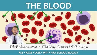 Blood  GCSE Biology 91 [upl. by Nodnal]