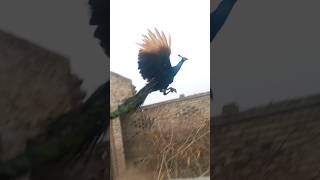 Peacock flying in airpeacock peacockfeathers youtubeviralshorts [upl. by Atreb220]