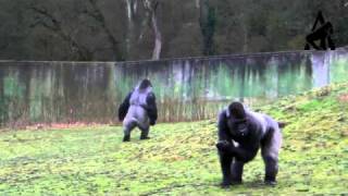 Gorilla Walks Like A Man  Part 2 [upl. by Brander180]