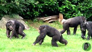 Chimpanzee Fight [upl. by Aisirtap]