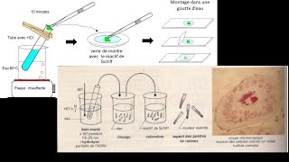 LYCÉE VIRTUEL WOLOFSVT Techniques détude de la cellule vivante Prélèvement et Coloration [upl. by Hartzel]