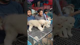 galif Street pet market today dog price update [upl. by Fachanan]