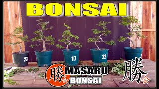 COMO EMPEZAR UN BONSAI DE LIGUSTRINA BONSAI SHORAI ACTUALIZACION [upl. by Ynnam]