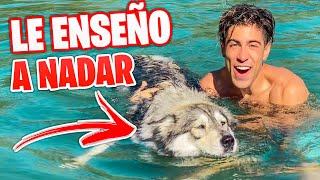 MI PERRITA HELA APRENDE A NADAR EN LA PISCINA [upl. by Ainessej]