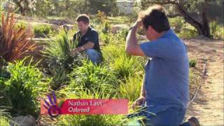 Creating a Low Maintenance Drought Tolerant Garden  Lomandra Dianella and Phormium [upl. by Naujej]