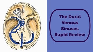 The Dural Venous Sinuses Rapid Review [upl. by Norven]