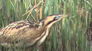 Bittern booming at RSPB Minsmere [upl. by Neltiak]