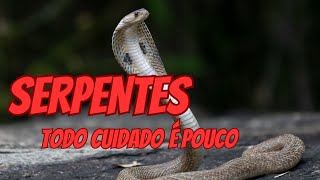 SERPENTES VENENOSAS [upl. by Arrad]