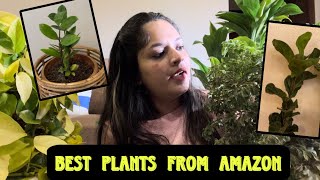 Best Plants to buy from quotAMAZONquotAn honest reviewMust Buyyoutube amazon plants life [upl. by Fianna]