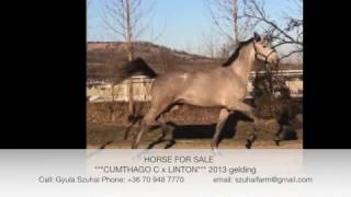 HORSE FOR SALE CUMTHAGO C x LINTON 2013 gelding [upl. by Ronnoc]