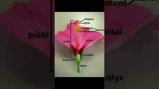 Parts of a flower flower biology ncertbiology ncertbooksolution neet2024 neetmotivation reel [upl. by Lyn]