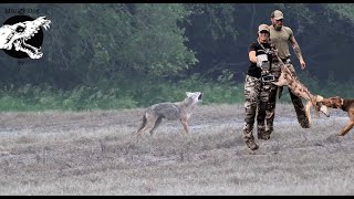 Coyote Screaming Mad At Dog  Coyote Hunting With Decoy Dog [upl. by Connie]