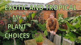 Exotic Tropical Jungle Garden Tour  Tetrapanax  Colocasia  Canna  Banana  Musa Basjoo [upl. by Kcitrap]