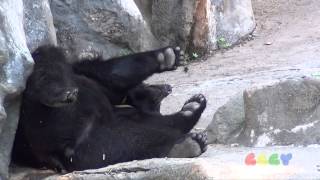 반달곰  Asiatic Black Bear [upl. by Susej913]