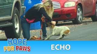 A dog with a broken leg ran 30 blocks in extreme pain until dogrescue [upl. by Ebony561]