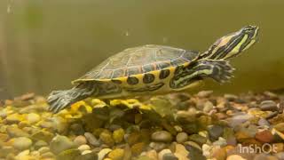 Trachemys venusta沙龜 Bunga Trachemys venustaトラケミス・ベヌスタทราเคมิส วีนัสต้า القصبة الهوائية الوريدية [upl. by Lasley]