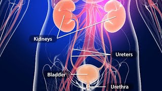 URINARY TRACT INFECTION  OVERVIEW SIGNS AND SYMPTOMS PATHOPHYSIOLOGY CAUSES AND TREATMENT [upl. by Sulienroc833]