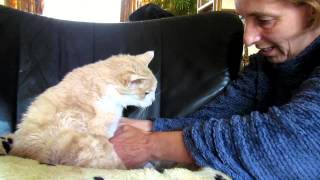 Giving my 18 year old cat Garfield quotelderly carequot so he doesnt become a quotSmelly Catquot [upl. by Aenit]