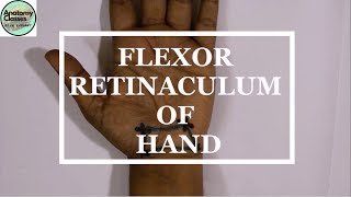 Surface Marking of Flexor Retinaculum of Hand [upl. by Elsie]